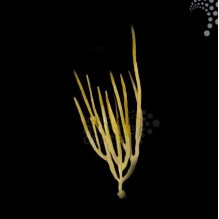 Yellow Ribbon Gorgonia