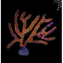 Golden Polyp Gorgonia