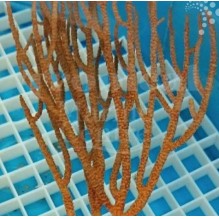 Rusty Gorgonia