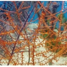 Orange Tree Gorgonia