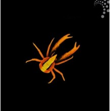 Striped Squat Lobster