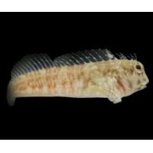 Molly Miller Blenny