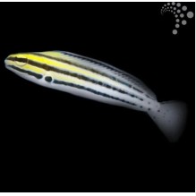 Captive Bred Striated Fang Blenny