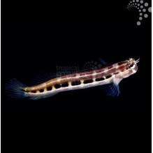 Dot Dash Blenny