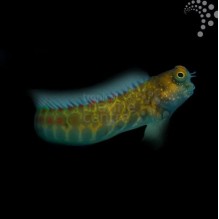Sunset Stripe Blenny