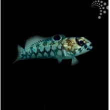Leopard Jawfish