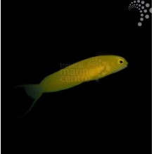 Canary Blenny