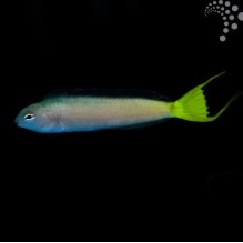 African Blenny