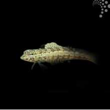 Red Checked Blenny