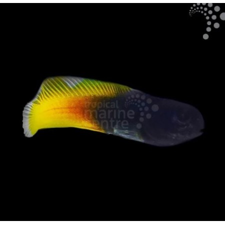 Yellow Tailed Midas Blenny Yellow Tailed Midas Blenny