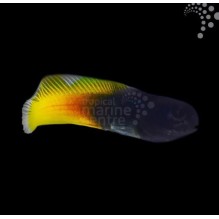 Yellow Tailed Midas Blenny