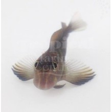Caribbean Red Lipped Blenny