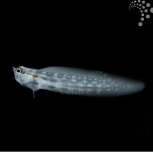 Disparate Blenny