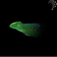 Green Eel Blenny