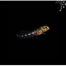 Barnacle Blenny