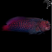 Red Scribble Blenny
