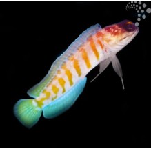 Tiger Jawfish