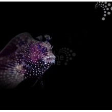 Jewel Algae Blenny