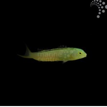 Captive Bred Blackline Canary Blenny