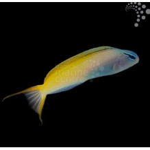 Blue Head Canary Blenny