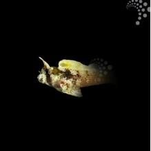 Caribbean Horned Blenny