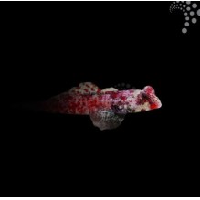 Red Scooter Blenny