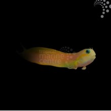 Midas Blenny