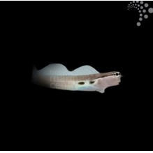 Monocle Blenny