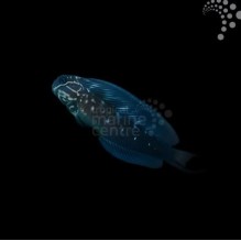 Phantom Blenny