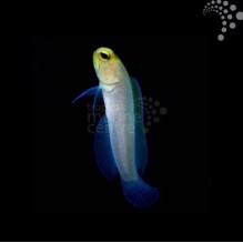 Yellow Head Jawfish
