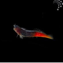 Bicolour Blenny