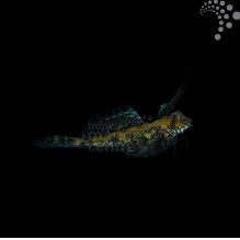 Gurnard Dragonet