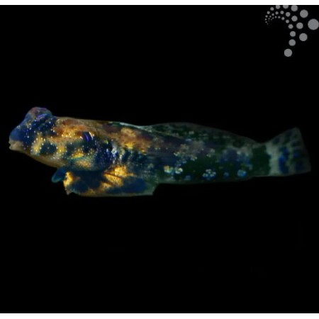 Giant Scooter Blenny