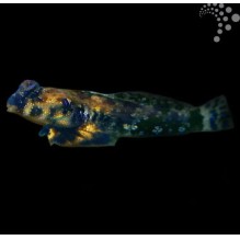 Giant Scooter Blenny