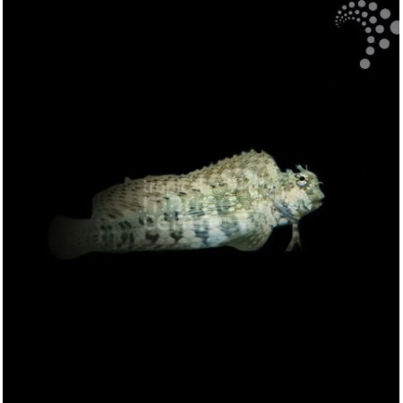 Algae Blenny