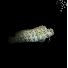 Algae Blenny