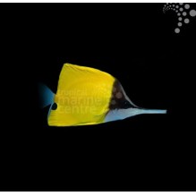 Longnose Butterfly