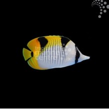Butterflyfish