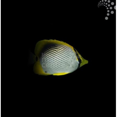 Blackback Butterfly