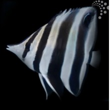 Banded Longnose Butterfly