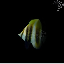 Hi-Fin Butterfly
