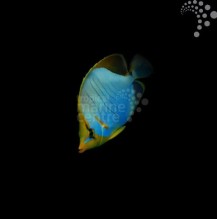 Goldrim Butterfly