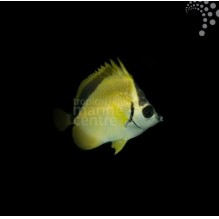 Barberfish