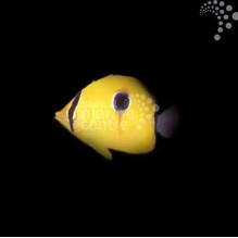 Yellow Teardrop Butterfly