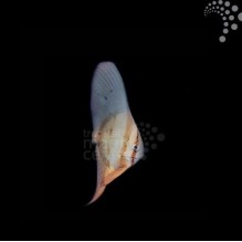Batfish