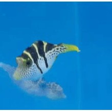 Mimic Filefish