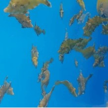 Aiptasia Eating Filefish