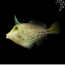 Honeycomb Filefish