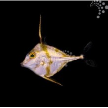 Tripod Filefish