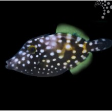 Clown Filefish